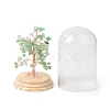 Natural Green Aventurine Chips Money Tree in Dome Glass Bell Jars with Wood Base Display Decorations DJEW-B007-04A-3