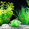 8Pcs 2 Style Transparent Acrylic Aquarium Shrimp Feeding Dishes AJEW-GO0001-01-4