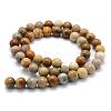 Natural Fossil Coral Beads Strands G-G763-12-6mm-4