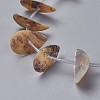 Freshwater Shell Beads Strands SHEL-G011-10-1