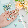 WADORN 20Pcs 4 Styles Natural Abalone Shell/Paua Shell Cabochons SHEL-WR0001-07-3