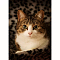 DIY Rectangle Cat Theme Diamond Painting Kits, Including Canvas, Resin Rhinestones, Diamond Sticky Pen, Tray Plate and Glue Clay, Colorful, 300x400mm