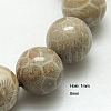 Natural Fossil Coral Beads Strands X-G-G212-8mm-31-2