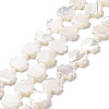 Natural Trochid Shell Beads Strands SSHEL-G023-09B-1