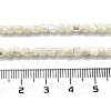 Natural Trochid Shell/Trochus Shell Beads Strands BSHE-G038-01-5