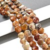 Flat Round Natural Crazy Lace Agate Beads Strands G-S110-12mm-05-2