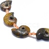 Natural Ammonite/Conch Fossil Graduated Beads Strands G-O179-K04-1-2
