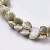 Natural Sea Shell Beads Strands BSHE-K012-05-3