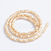 Natural Trochid Shell/Trochus Shell Beads Strands SSHEL-L016-13-3