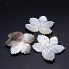 Natural Black Lip Shell Flower Beads SSHEL-P005-02-1