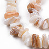 Natural Freshwater Shell Beads Strands SHEL-N026-210-3