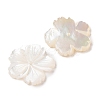 Natural White Shell Beads SSHEL-C012-23B-2