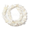 Natural Trochid Shell/Trochus Shell Beads Strands SSHEL-R145-02-5