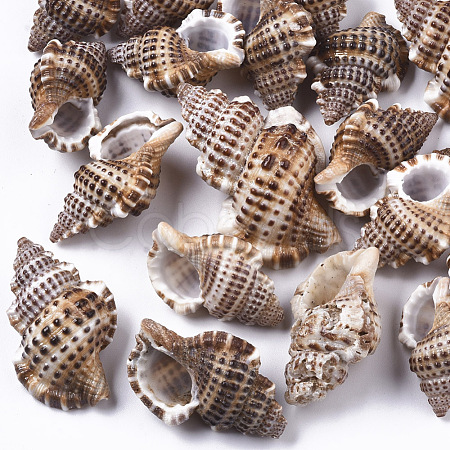Natural Spiral Shell Beads SSHEL-S258-88-1