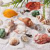 Beautiful Beach Sea Shells SSHEL-PH0004-17-5