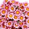 Artificial Silk Chrysanthemum Daisy Flowers Heads, for Wedding Home Party Decoration Hair Clip Wreath Decorative , Flamingo, 42x42x15mm