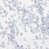 8/0 Transparent Glass Round Seed Beads X-SEED-J010-F8-32-3