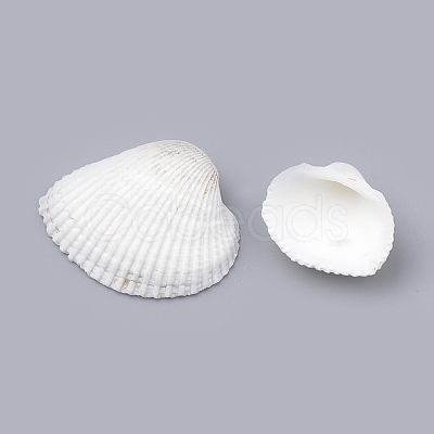 Natural Ark Shell Beads SSHEL-S258-14-1