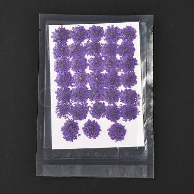 Pressed Dried Flowers DIY-K032-58F-1