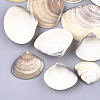 Clam Shell Beads SSHEL-S258-50-1