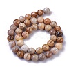 Natural Fossil Coral Beads Strands G-G779-03B-3