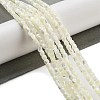 Natural Trochid Shell/Trochus Shell Beads Strands BSHE-G038-01-2