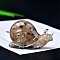 Resin Snail Display Decoration, with Natural Rutilated Quartz Chips inside Statues for Home Office Decorations, 70x30x43mm