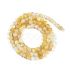 Natural Trochus Shell Beads Strands BSHE-H109-12B-3