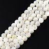 Natural White Shell Bead Strands SSHEL-N003-144E-01-1