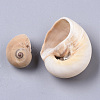 Natural Conch Shell Beads SSHEL-S258-78-3