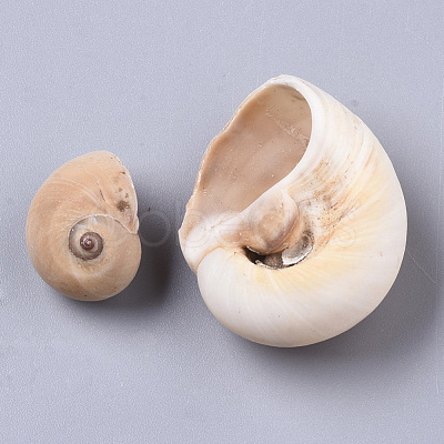 Natural Conch Shell Beads SSHEL-S258-78-1